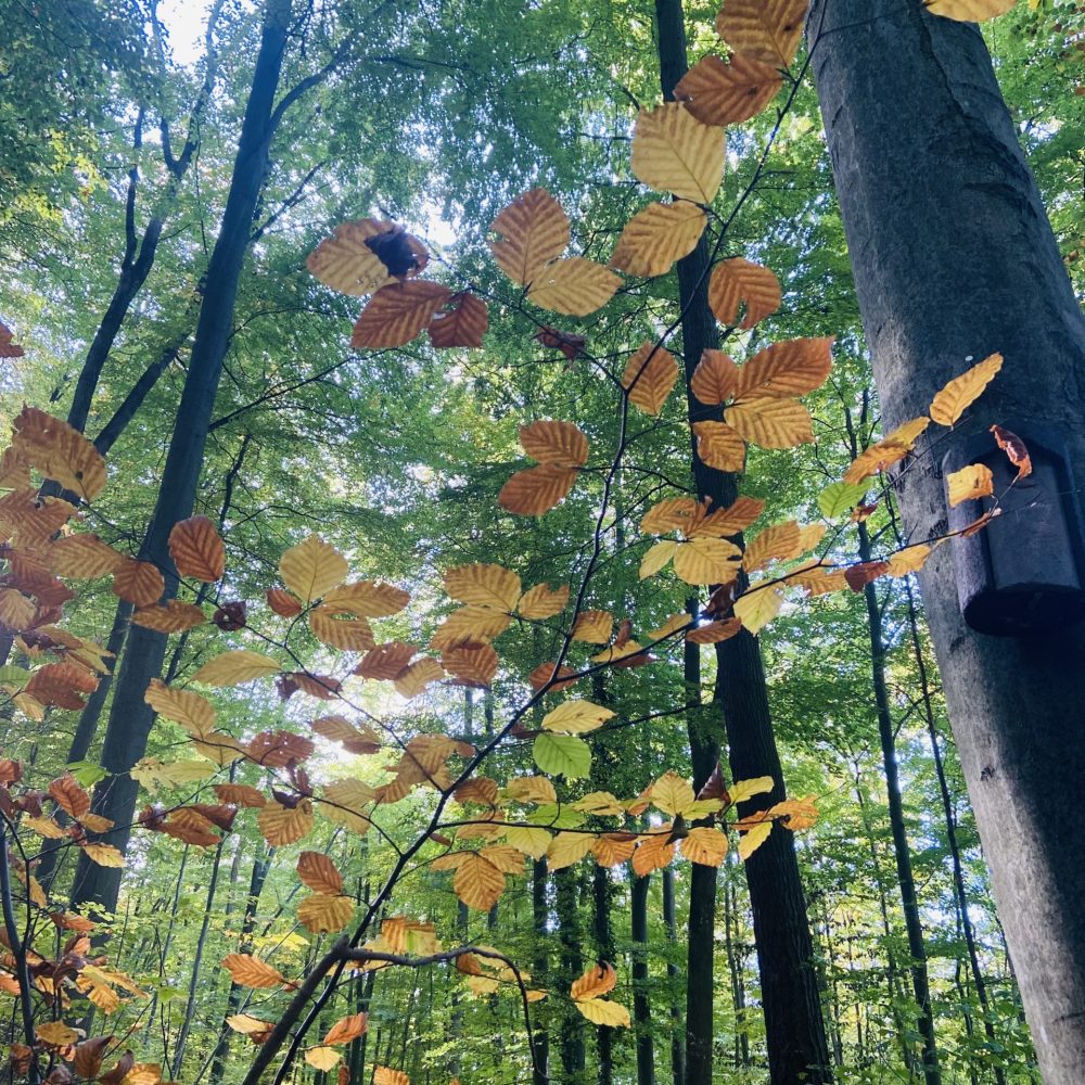 Fühling_Herbst